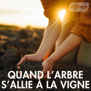 Introduire des arbres ou des haies dans une parcelle viticole, c’est bien plus qu’un choix paysager. C’est transformer en profondeur les équilibres agroécologiques