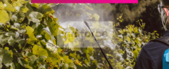 EPI adaptés pour une protection maximale contre les produits phytosaniataires