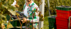 Alors qu'il tarde à tout le monde de goûter aux nouvelles saveurs des nouveaux millésimes 2024, il faut d’abord se retrousser les manches pour débuter les vendanges !